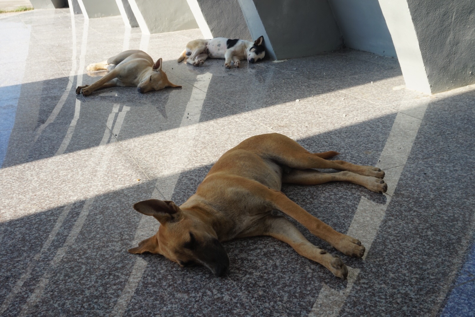 schlafende Hunde im Tsunamie-Denkmal